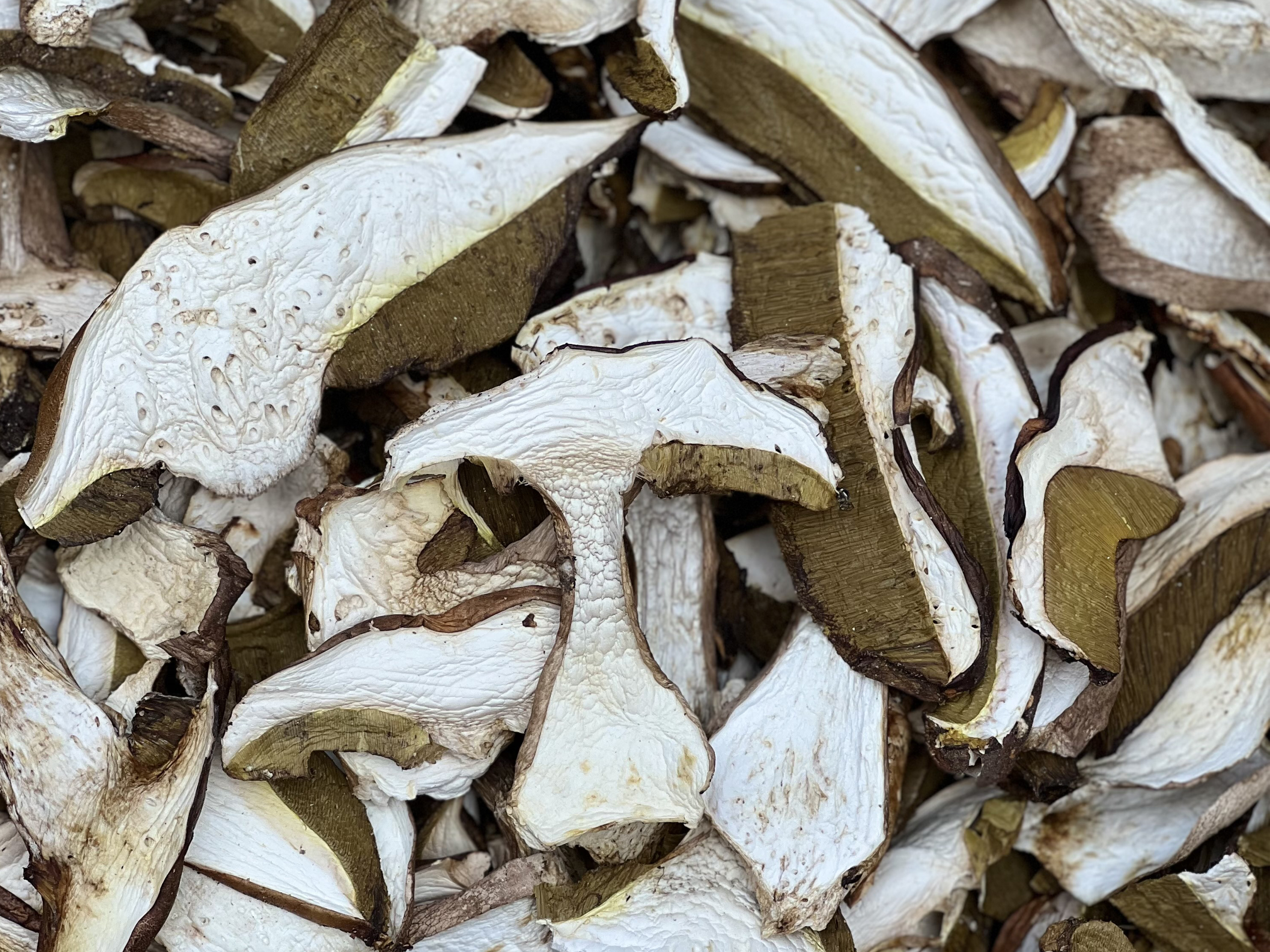 Funghi porcini
